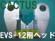 画像2: カクタス シルバーヘッド (2)