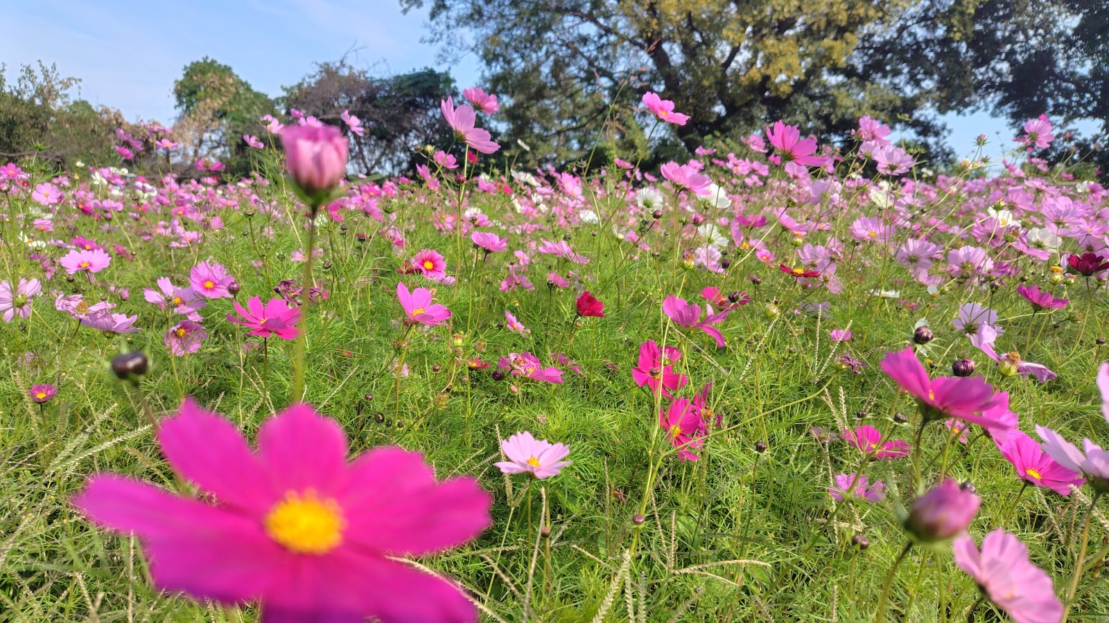 髭の渡しコスモス園
